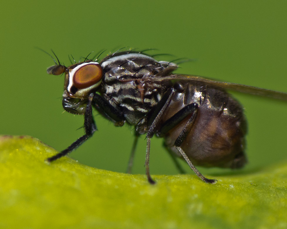 Lauxaniidae: Poecilohetaerus schineri (female) (2)